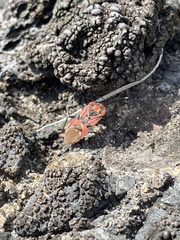 Spilostethus pandurus