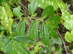 Elatostema