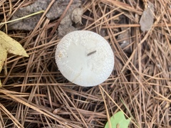 Amanita cokeri