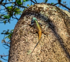 Acanthocercus atricollis