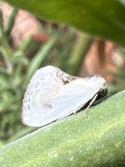 Cilix glaucata
