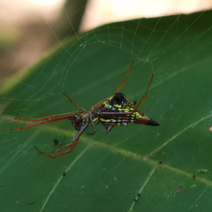 Micrathena sagittata