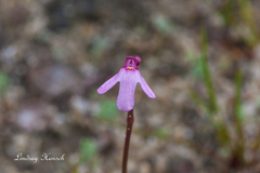 Utricularia tenella