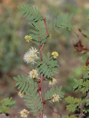Mimosa aculeaticarpa biuncifera
