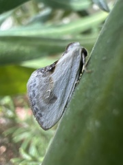 Cilix glaucata