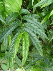Elatostema
