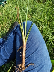 Carex riparia