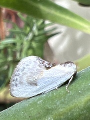 Cilix glaucata