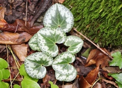 Cyclamen purpurascens
