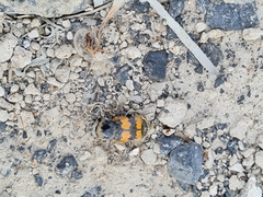 Nicrophorus vespillo