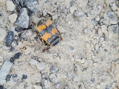 Nicrophorus vespillo