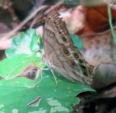 Neoalbertia constans