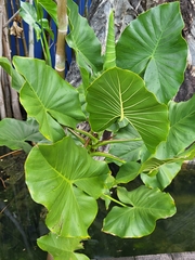 Montrichardia linifera