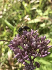 Megachile