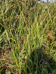 Carex riparia