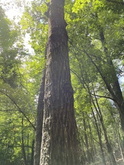 Quercus rubra