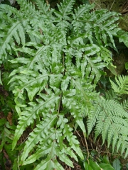 Tectaria latifolia