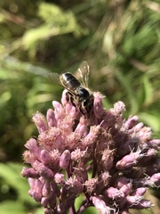 Megachile