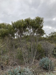 Eucalyptus pachyloma
