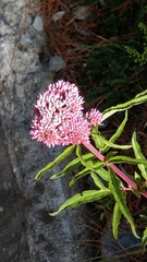 Eupatorium formosanum