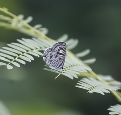 Leptotes plinius