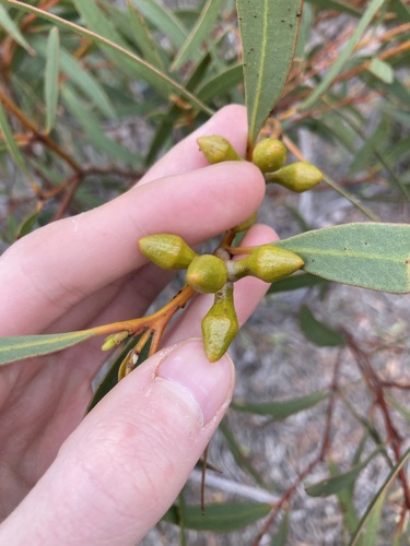 Image of Eucalyptus pachyloma by (c) Thomas Mesaglio, some rights reserved (CC BY)
