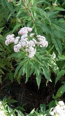 Eupatorium formosanum