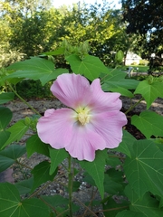 Hibiscus mutabilis