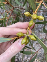 Eucalyptus pachyloma