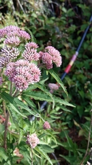 Eupatorium formosanum