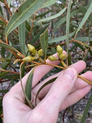 Eucalyptus pachyloma