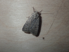 Caradrina flavirena