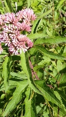 Eupatorium formosanum