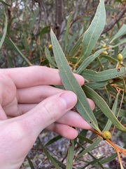 Eucalyptus pachyloma