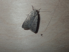 Caradrina flavirena