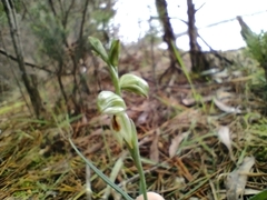Pterostylis melagramma