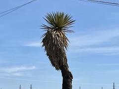 Yucca faxoniana