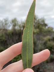 Eucalyptus pachyloma