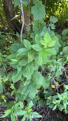Rubus pensilvanicus
