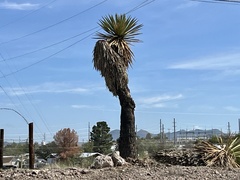 Yucca faxoniana