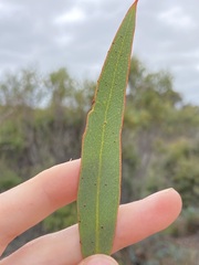 Eucalyptus pachyloma