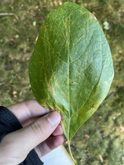 Sassafras albidum