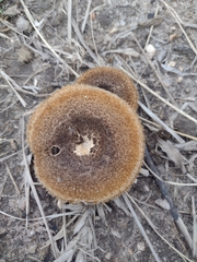 Lentinus