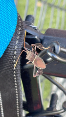 Leptoglossus zonatus