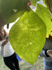 Sassafras albidum