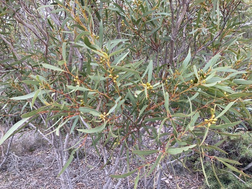 Image of Eucalyptus pachyloma by (c) Thomas Mesaglio, some rights reserved (CC BY)