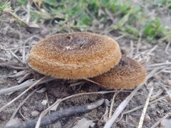 Lentinus