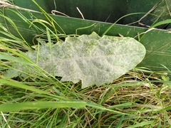 Podosphaera erigerontis-canadensis