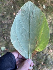 Sassafras albidum