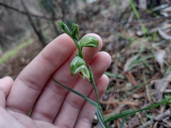 Pterostylis melagramma